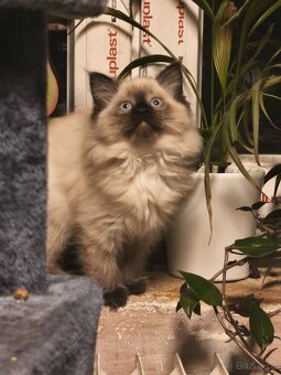 Ragdoll - 4