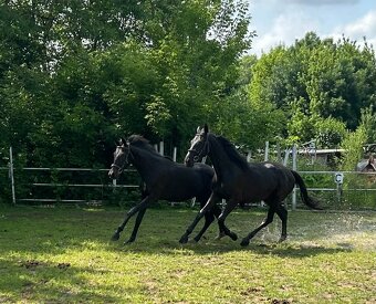 klisny čt  vrané - 4