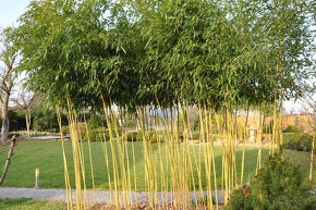Bambusy -  sazenice + protikořenová folie - 4
