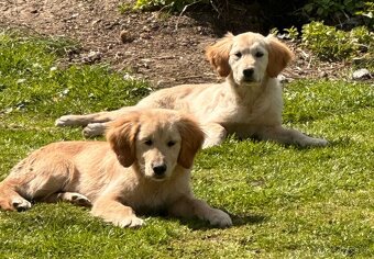 Zlatý retrívr, golden retriever - 4
