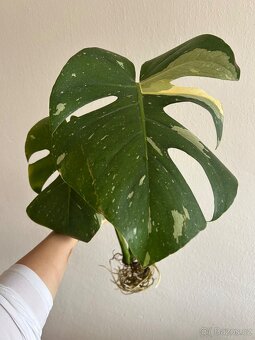 Monstera Thai Constelation - 4