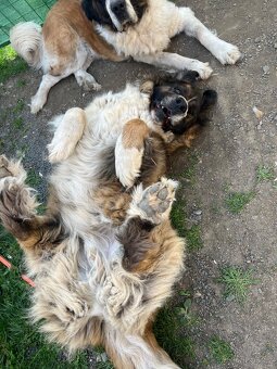 Daruji do dobrých rukou - 4