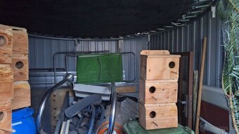 Agapornis škraboškový - 4