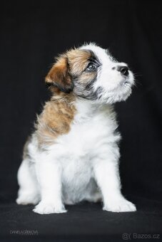 Jack Russell Teriér s PP - 4