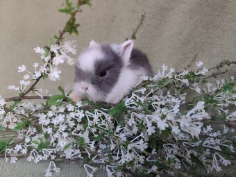 Nádherný Teddy sameček s VP - 4