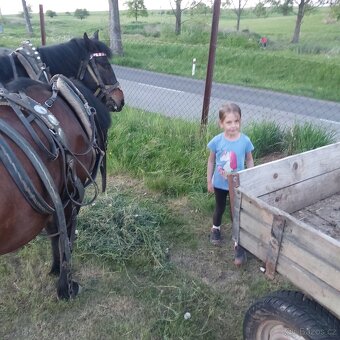 Predám valacha hucula 4 ročného - 4