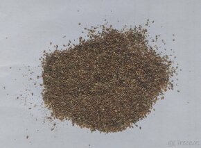 Zvonek klubkatý - Campanula glomerata  4000 semen 50 Kč - 4