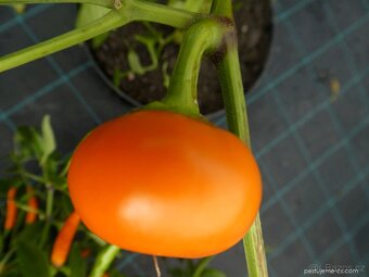 Semínka semena chilli i sladká paprika různé odrůdy - 4