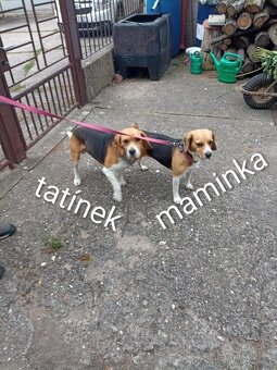 Bígl štěně - 4