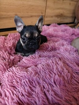 Francouzský buldoček fenečka - 4