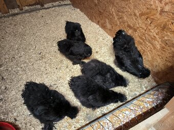 Hedvábničky velké vousaté EU černé a čoko - 4