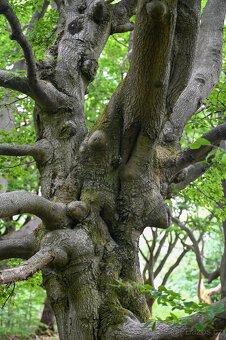 Koupím pařez, větvení, kořen stromu - 4