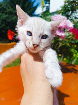 Předběžná Rezervace luxusní Bengálská koťáta s PP - 4