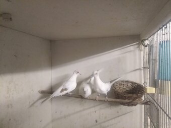 Prodám Holoubky diamantové straky - 4