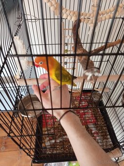 Agapornis s klecí - 4