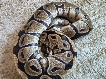 Krajta královská - samec - 4