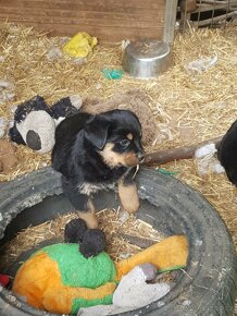 Rotvajler,RTW,Rottweiler,Rotwailer - 4