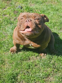 American Bully Nano pes a fena - 4