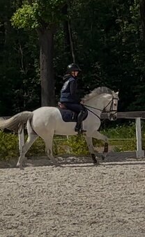 Top Connemara pony - 4