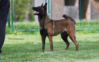 Belgický ovčák malinois s PP - 4