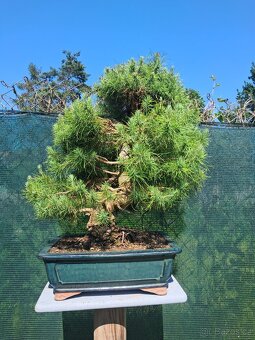 Bonsaj,bonsai Borovice - 4