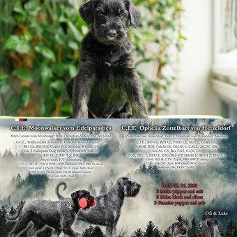 Knírač velký černostřibřitý s PP - 4