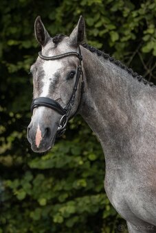 3,5letá skoková klisna - 4