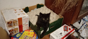 DARUJEME koťátka, koťátko, kotě, kocourka, kočičku - 4