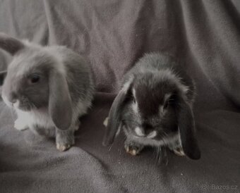 Zakrslý beránek králíček - 4