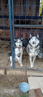 Husky štěňata čistokrevná bez pp - 4