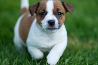 Jack Russell terier - hladkosrstá fenka s PP - - 4