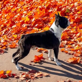 Boston Terrier,Boston,Bostonsky terier - 4