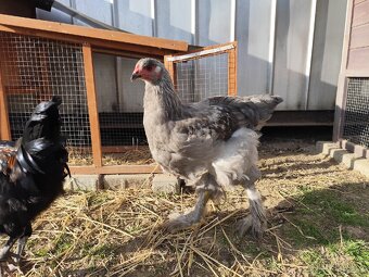 Brahmanka kohouti - 4