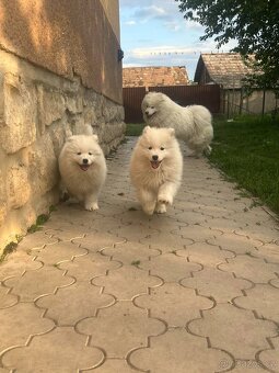 Samojed - 4