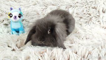 Zakrslý beránek, králíček,králík - MATTY A MENY - 4