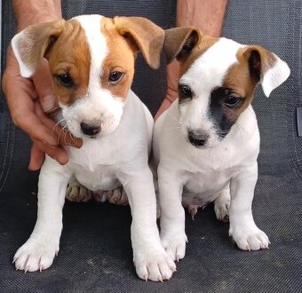Štěňata Jack Russell teriér - 4