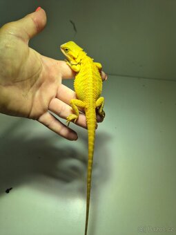 Agama vousatá-mláďata red, citrus, zero - 4