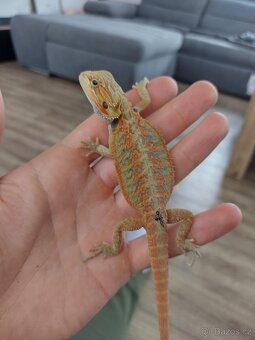 Agama vousatá připravený k odběru - 4