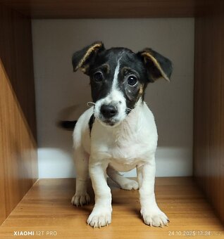 Jack russel terier - 4