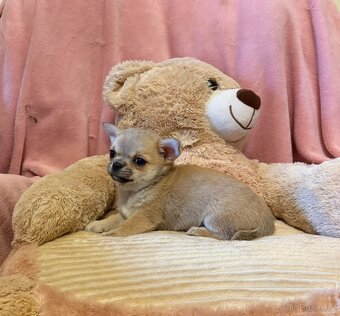 Čivava krátkosrstá s PP- fenky - 4