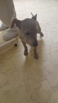 Americký bezsrstý teriér s PP (FCI) - poslední 4 pejsci - 4