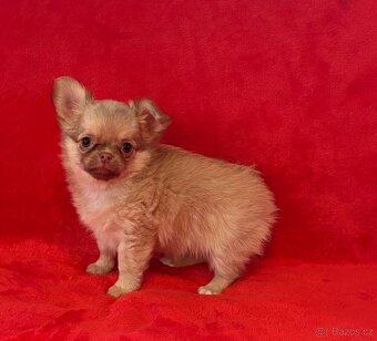 Čivava dlouhosrstá s PP- fenky a pejsci - 4