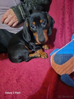 Jezevčik hladkosrstý standardni - 4