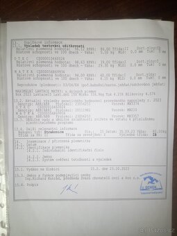 VF plemenný beran - 4