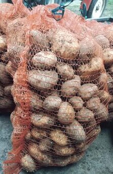 Brambory na uskladeni - 4