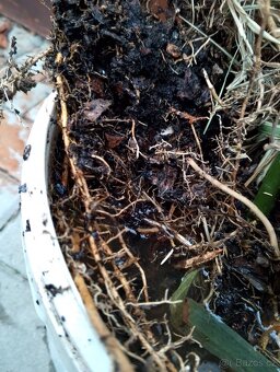 Mrazuvzdorný bambus - 4