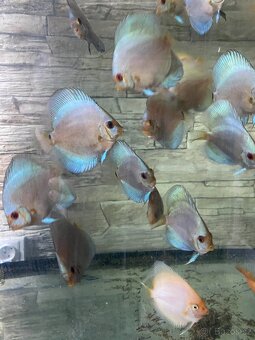Terčovci - discus blue diamond, white, red valentine, tyrkys - 4