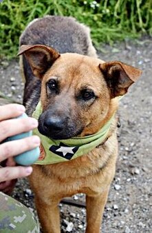 GRATO K ADOPCI - 2 ROKY, USMĚVAVÝ, MILÝ,ODDANÝ - 4