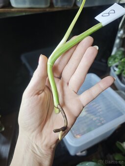 Monstera alba č.8 - 4