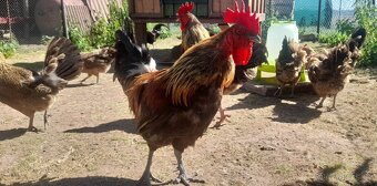 Kohouti české zlaté kropenky – vhodní do chovu - 4